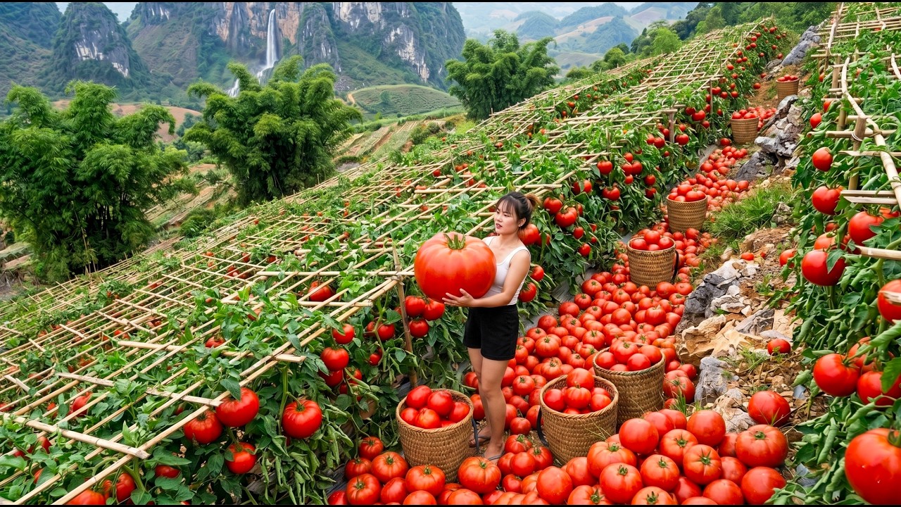 Timelapse: 100 Days Harvesting 200kg of Tomatoes in the Garden and Selling at the Market
