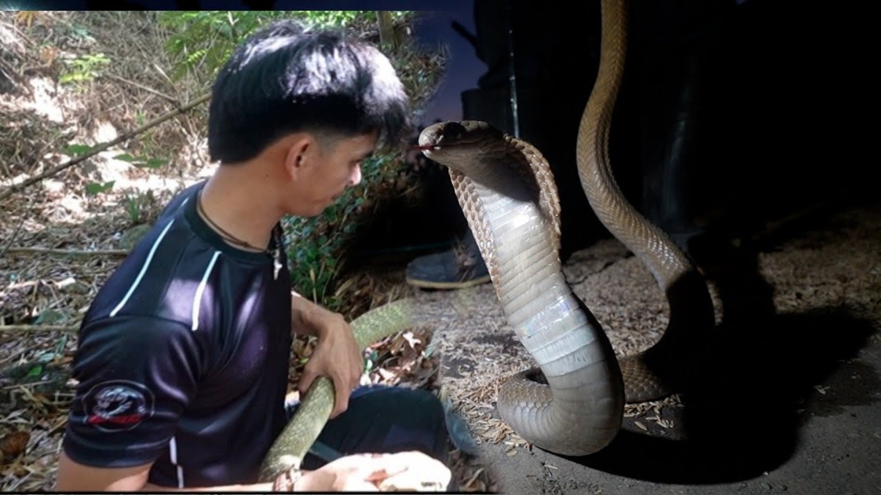 NAKIPAG PATINTERO SI COBRA PRINCE SA MAILAP NA COBRA