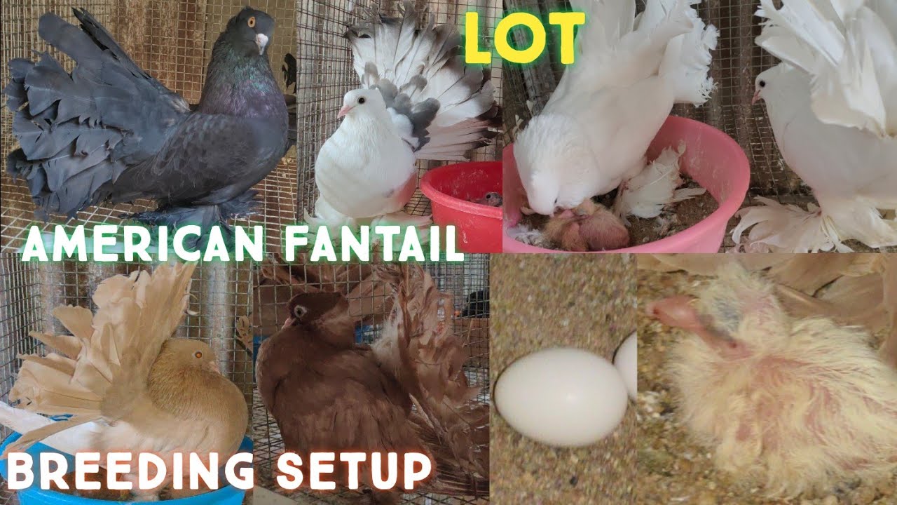 fancy pigeons in Hyderabad | fantail 🕊️ breeding setup in Falaknuma | masak Kali kabutar