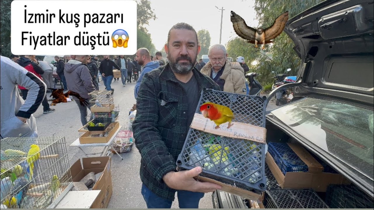 İzmir kuş pazarı Herşey mevcut Ve çoğu pazardan ucuz kuşlar 🦅 İzmir kuş pazarı.
