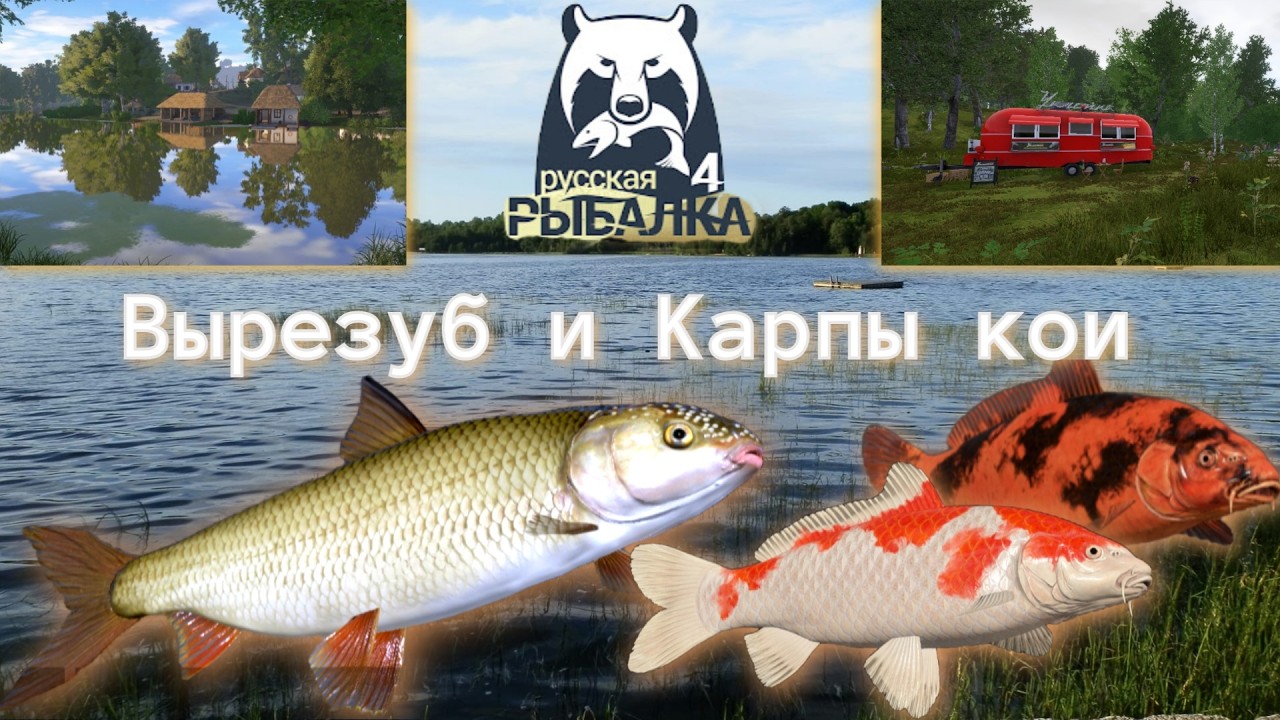 Вырезуб,Карпы кои,Раздача редких видов в Русской Рыбалке4/Biting of rare species in Russian Fishing4