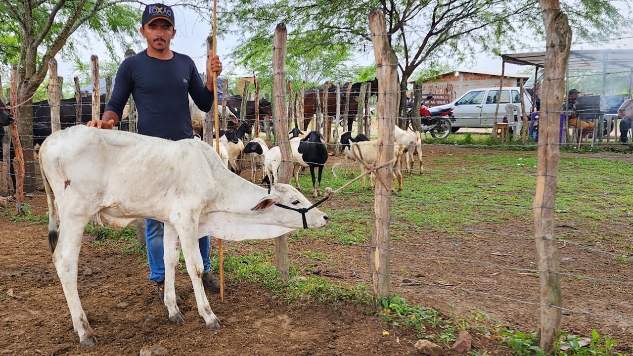 FEIRA DO GADO EM ALTINHO-PE  09-03-2024  #nordeste