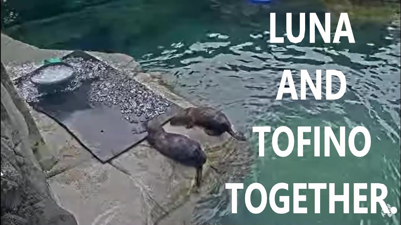 Luna and Tofino together.