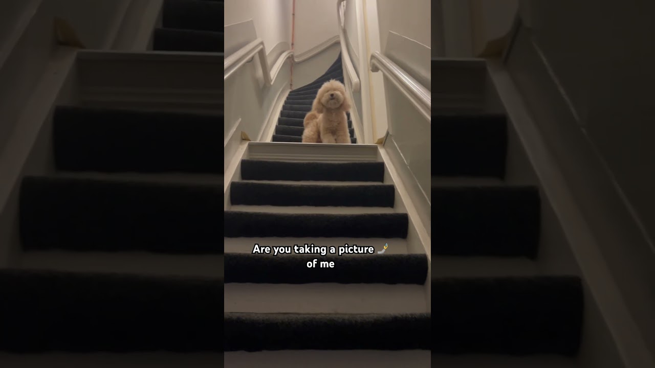 What are you doing? #shorts #puppy #dog #cute #funny #poodle