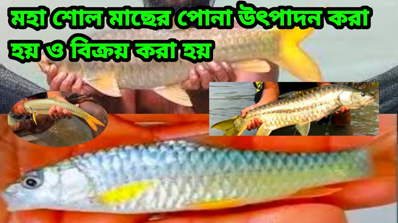 মহাশোল মাছের পোনা কিভাবে পুকুরে চাষ করতে হয় ও কোথায় পাওয়া যায়। ফোন নাম্বার: 01717692416