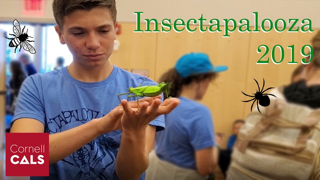 Insectapalooza 2019