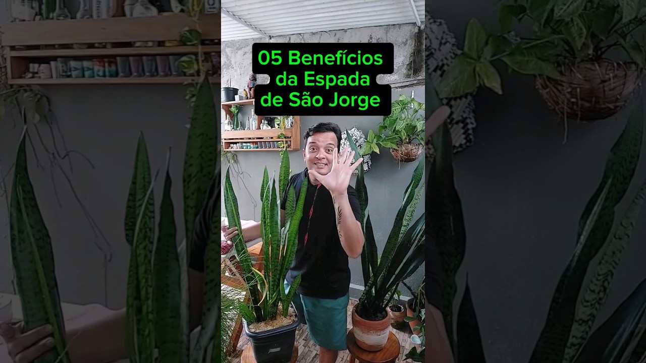 05 Benef&iacute;cios da Planta Espada de S&atilde;o Jorge #plantas #espadadesaojorge #plantasdecasa #jardim