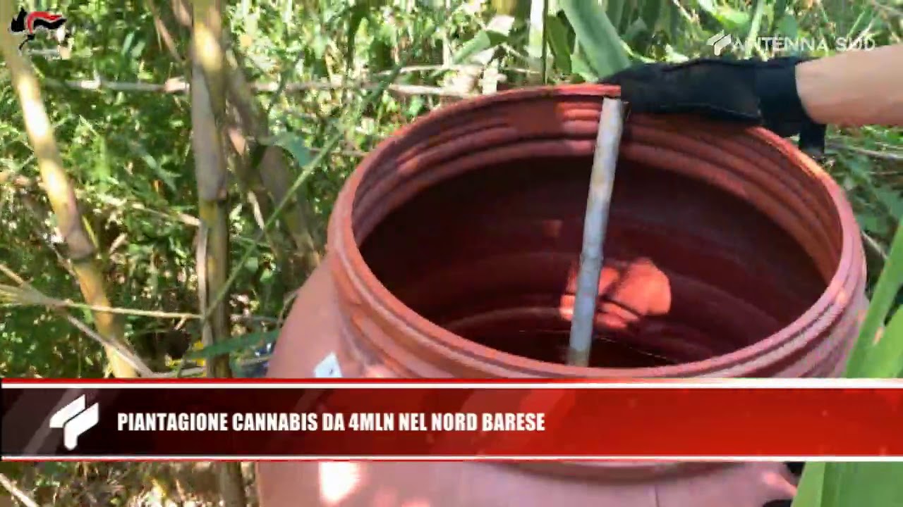 4 Luglio 2020, piantagione di cannabis da 4 milioni nel nord barese