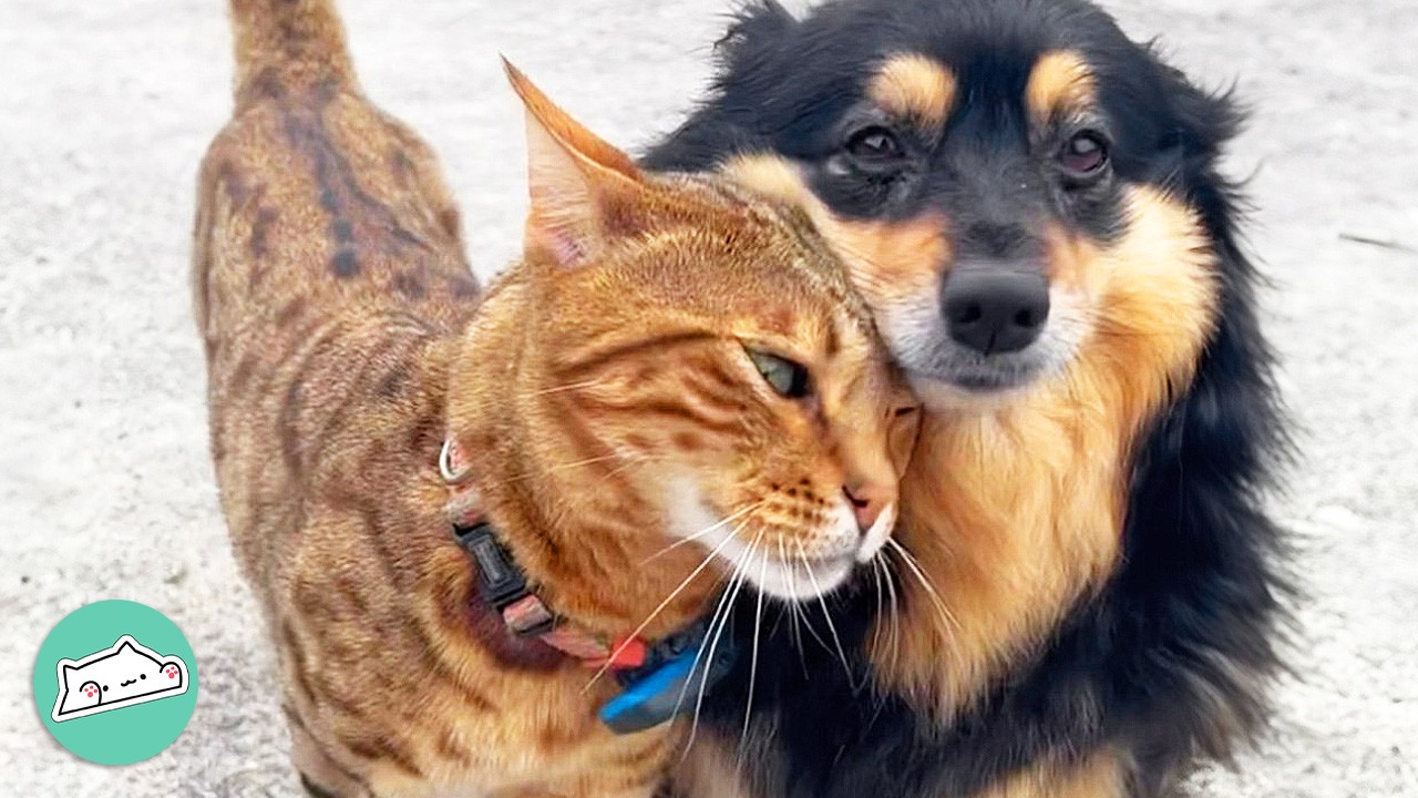 Two Cats Become Best Siblings For Spunky Pups | Cuddle Buddies