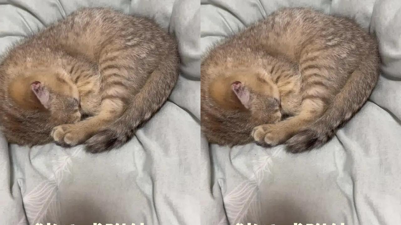 这是一只属猪的猫，贪吃又贪睡#我的猫咪像头猪 #偷拍睡觉的猫