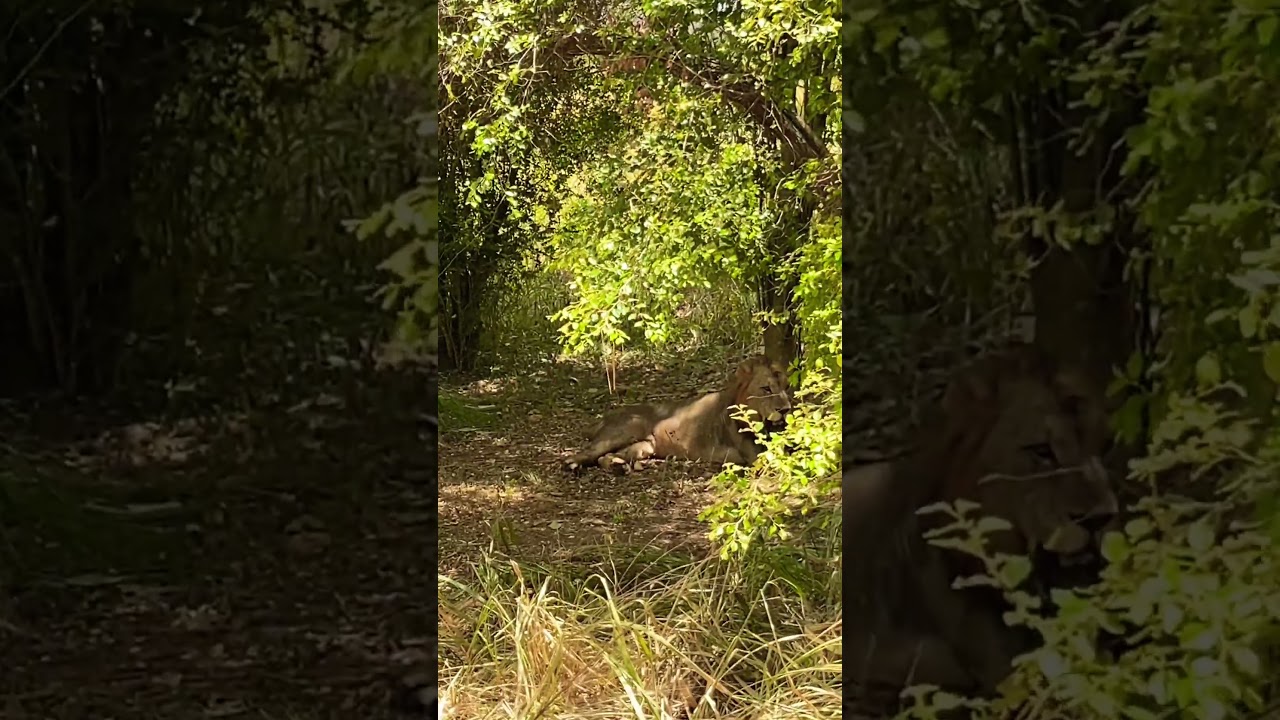 🦁 Amazing Sri Lankan Lion Sighting in Yala | Ceylon Couple
