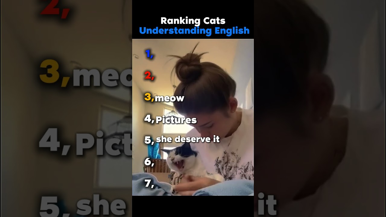 Ranking Cats Understanding English#funny #cat