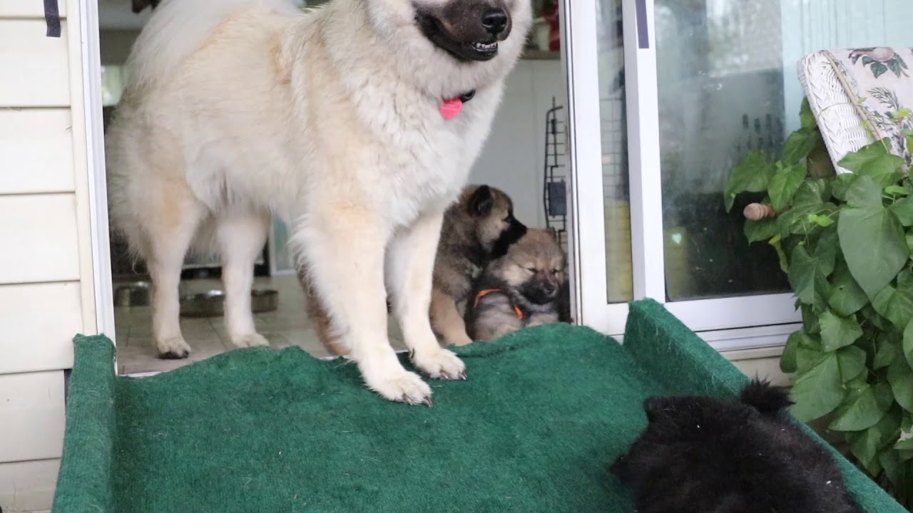 Eurasier pups at 6 weeks old