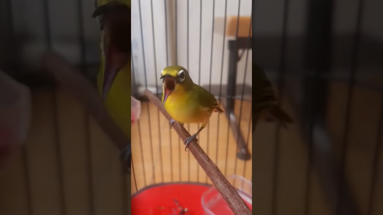 Terapi pleci macet malas bunyi #kicaumania #terapipleciagarbukaparuh