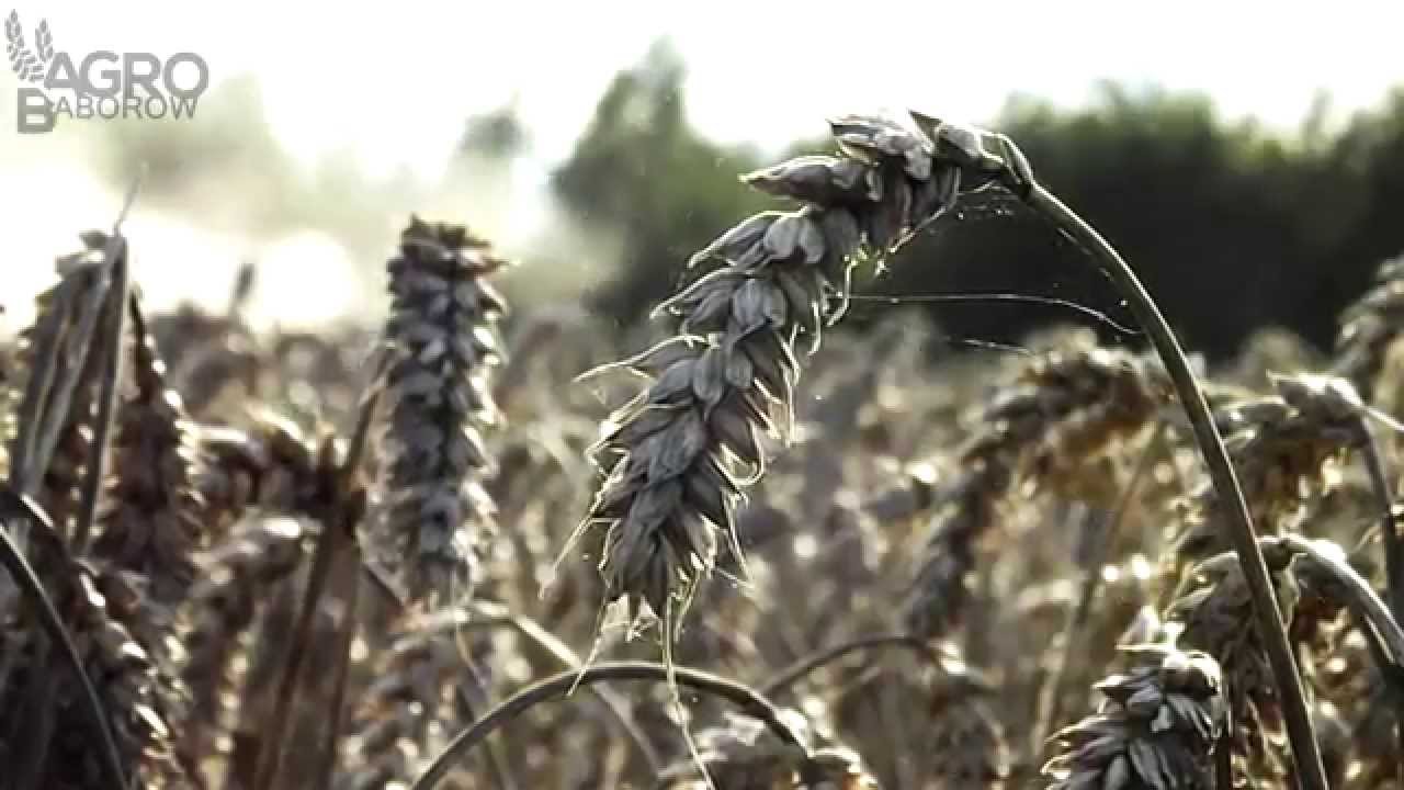 Żniwa w Agropol'u Dobieszów [2014]