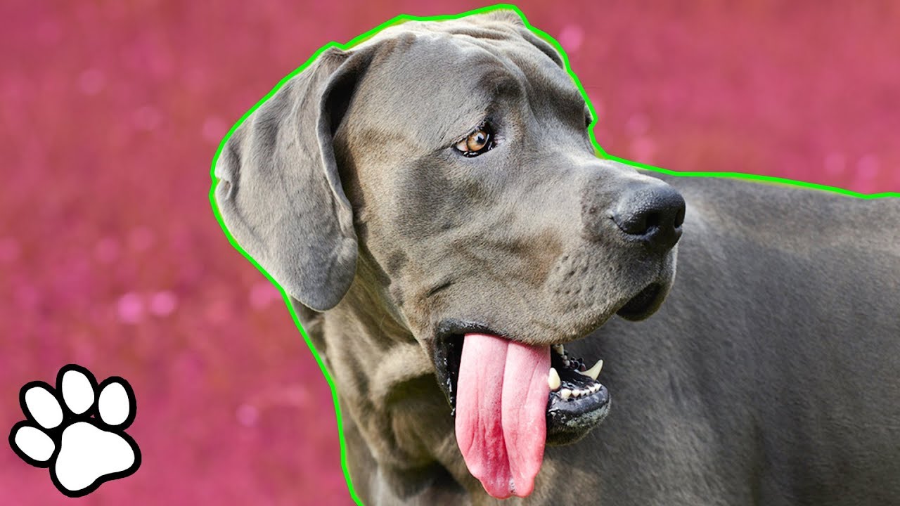 Funny Great Danes | Try Not to Laugh Challenge | That Pet Life