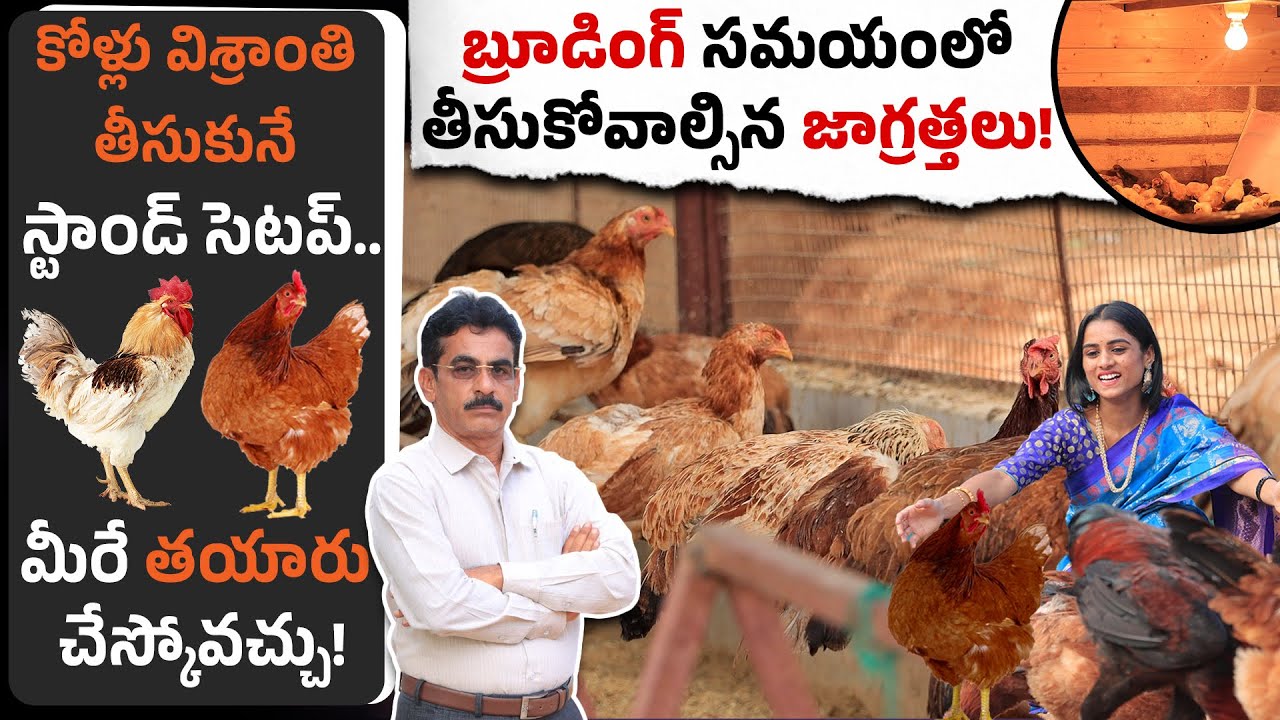 కోళ్లు విశ్రాంతి తీసుకునే స్టాండ్ మీరే తయారు చేస్కోవచ్చు! 🐔🛠️