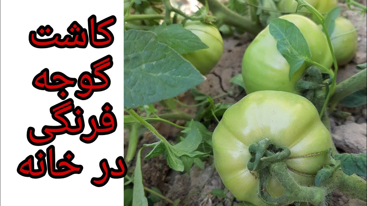 کاشت گوجه فرنگی در باغچه - کاشت گوجه فرنگی در گلدان - کاشت گوجه ارگانیک - کاشت گوجه فرنگی در حیاط