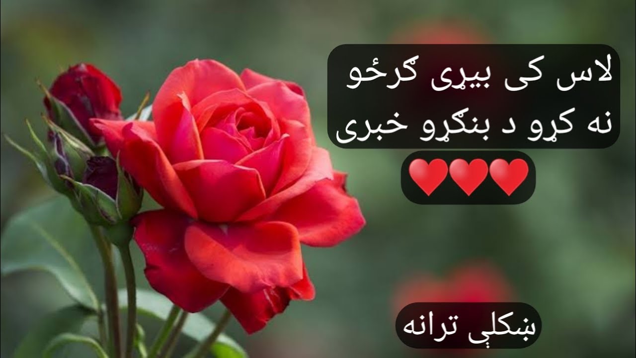لاس کی بیړی ګرځو نه کړو د بنګړو خبری ♥️ نوی ترانہ