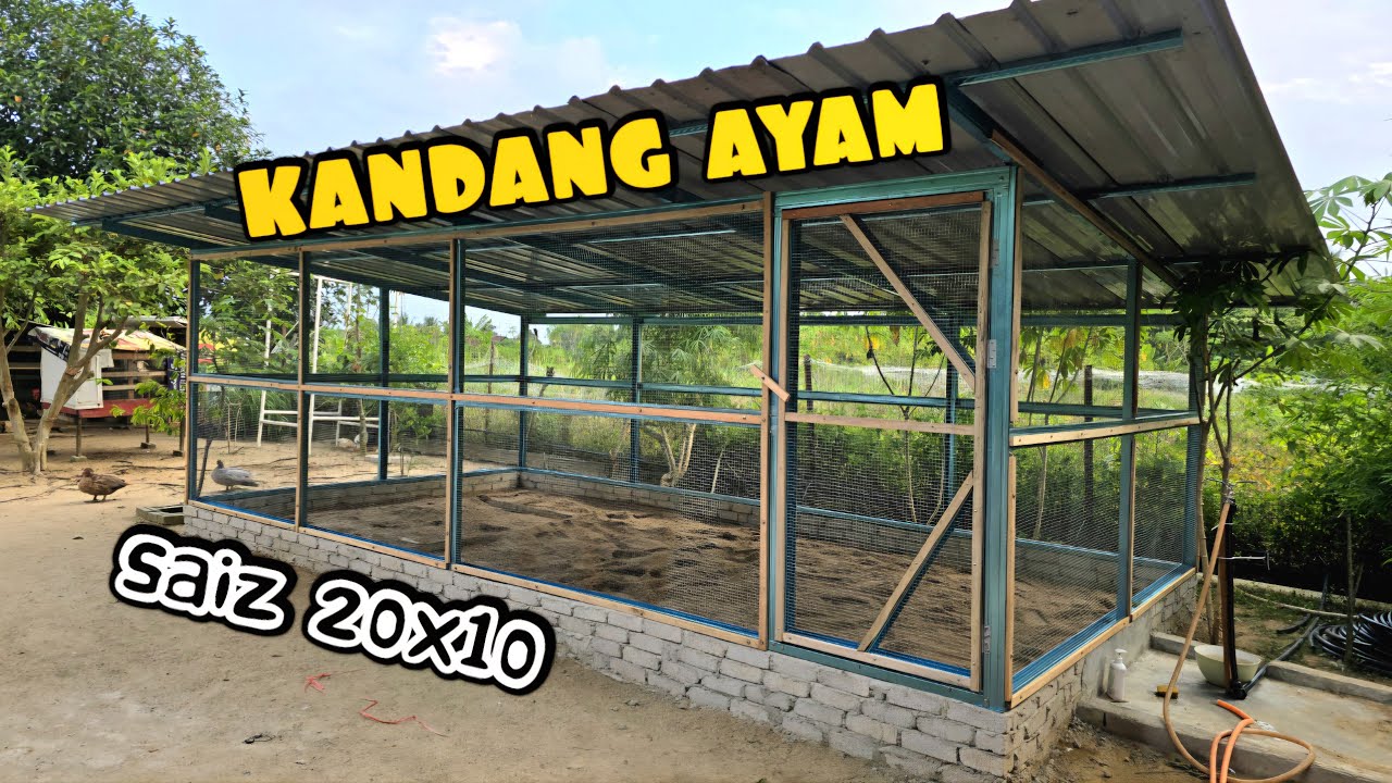 ✅️ KANDANG AYAM PEMBAKA. MINIMALIS, SELAMAT DAN LENGKAP