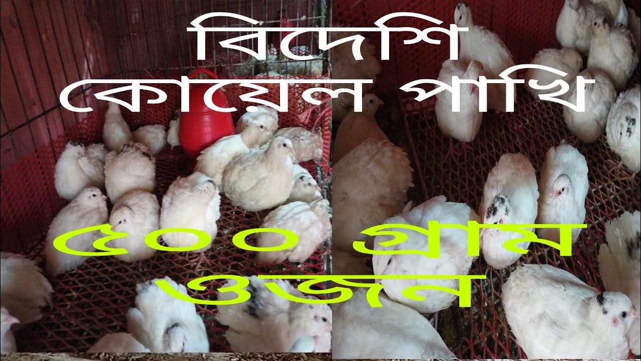 ইউরোপিয়ান হোয়াইট জয়েন্ট কোয়েল পাখি কাশেমপুরে পাওয়া যায় 
