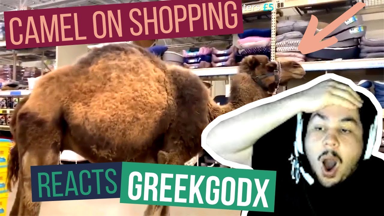 Greekgodx reacts to Daily Dose of Internet | Zone