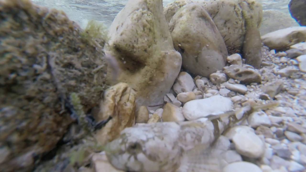 Pescando in Friuli-spinning trote torrente