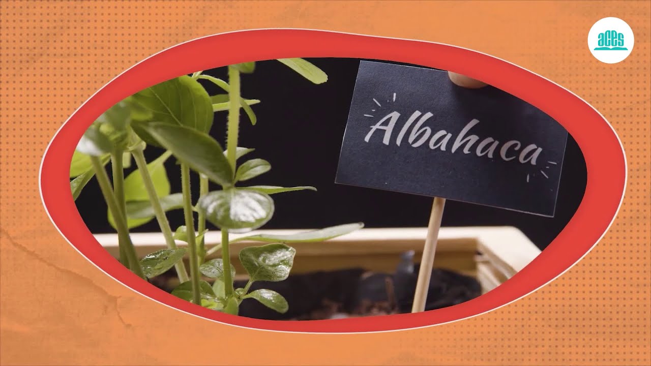 Huerto urbano | Ciencias Naturales 4 🌱