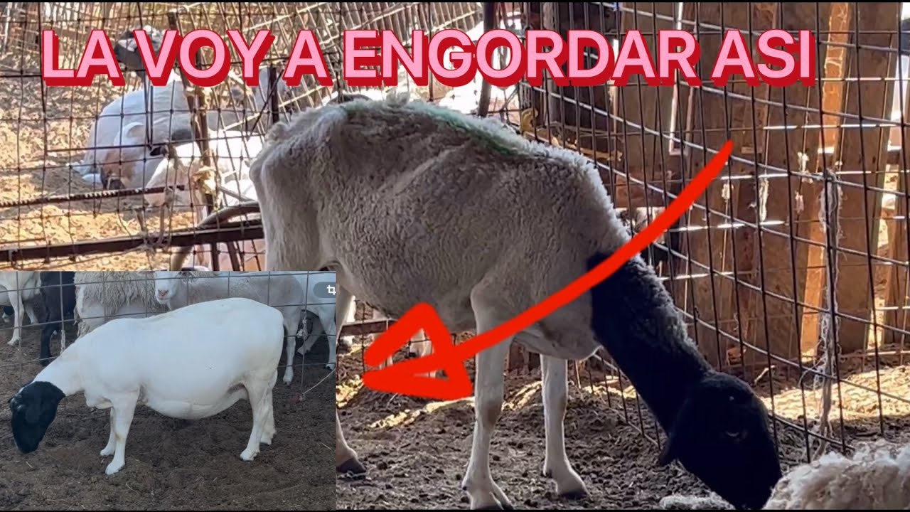 BORREGA Fracaso el dueño