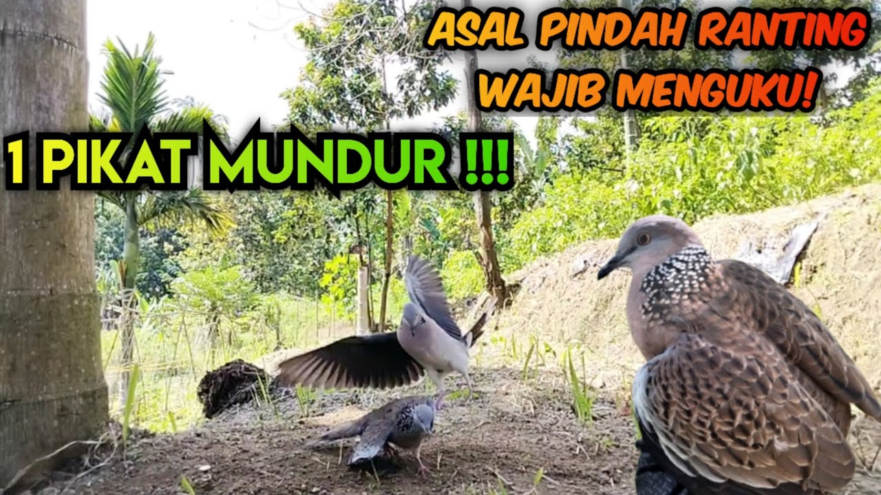 Asal Pindah Ranting Wajib Menguku || 1 Pikat k3w4lahan Dibuat Tekukur Suara Besar ini ‼️