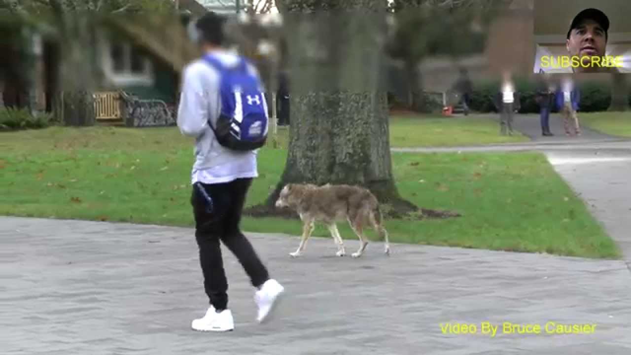 UBC Wild Coyote Walking With Students