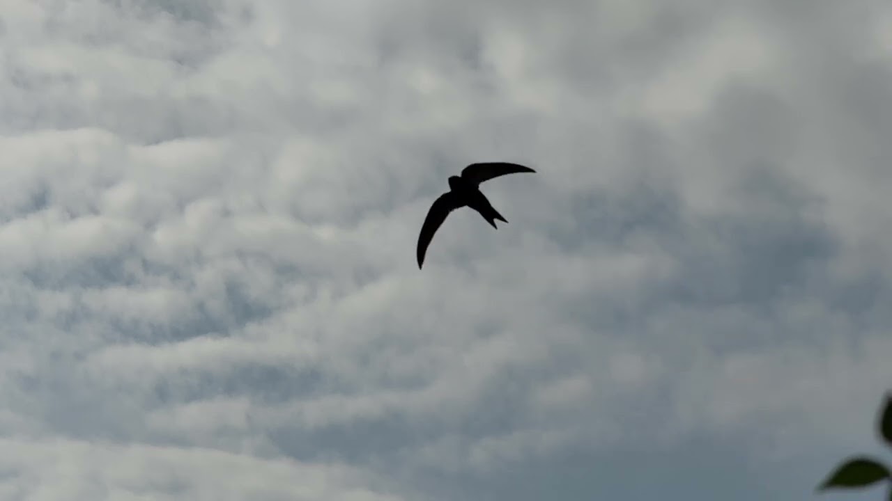 Mauersegler - common swift (Apus apus) in slow motion