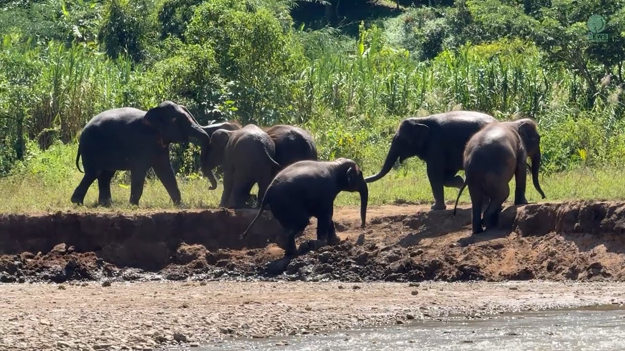 What Happens When Young Elephants Come Together - ElephantNews