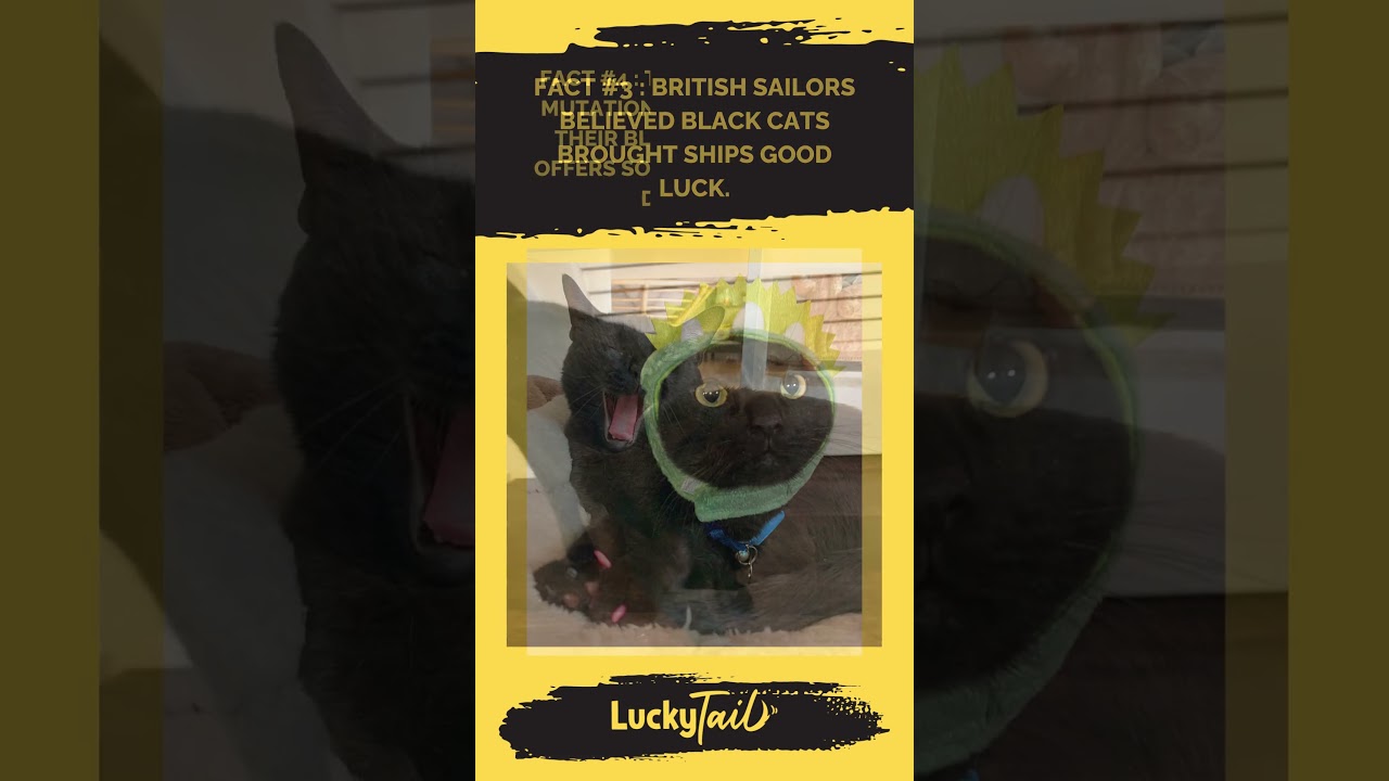 End the superstition!!! Black cats rule!!!