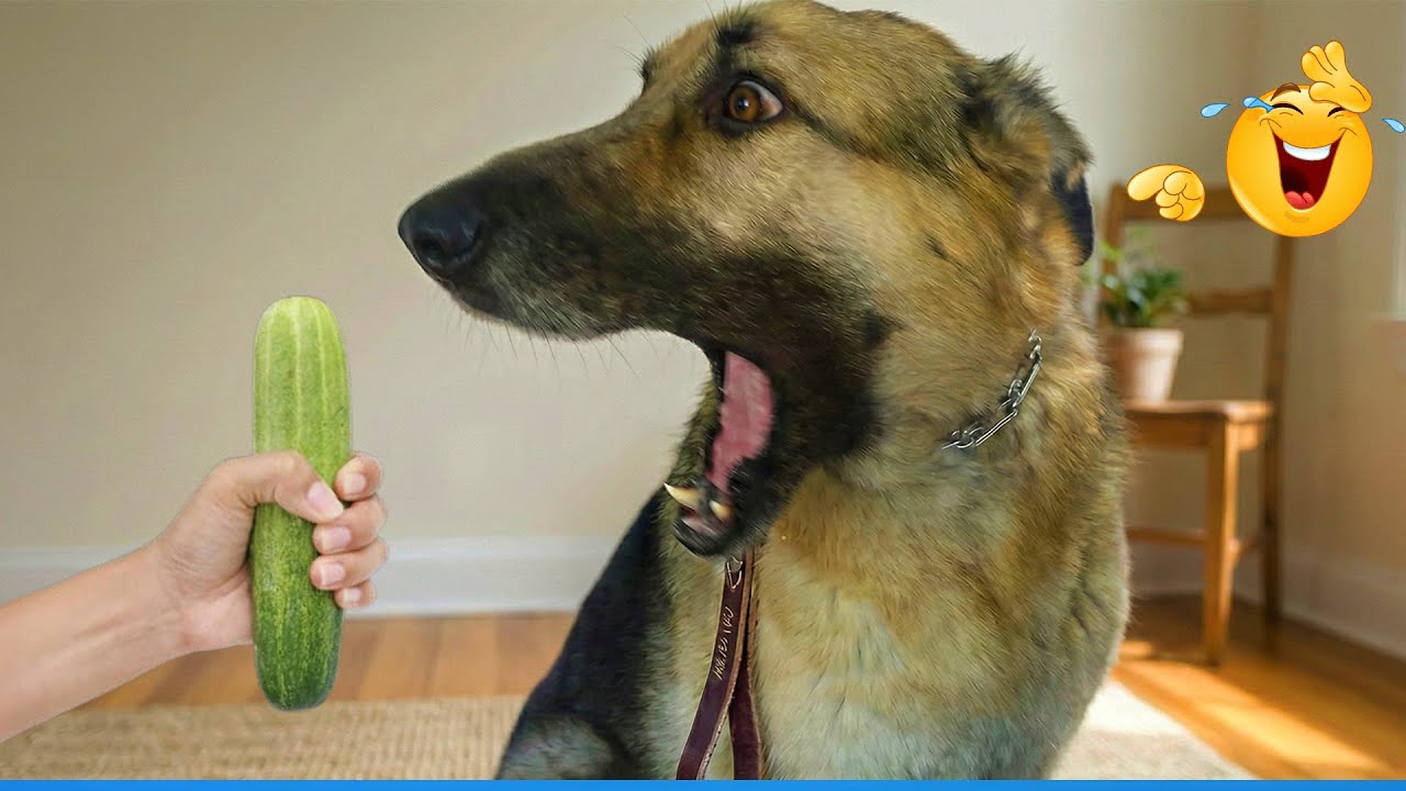 The Best Funny Animal Videos Make You Unable To Stop Laughing 😹🐶 Funniest Cats And Dogs Videos 😂