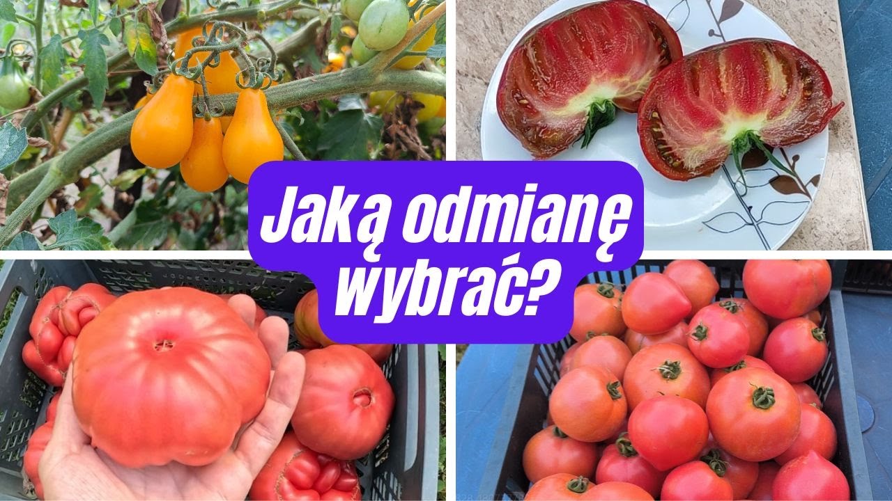 Na co zwrócić uwagę przy wyborze odmian pomidorów na kolejny sezon. Poradnik