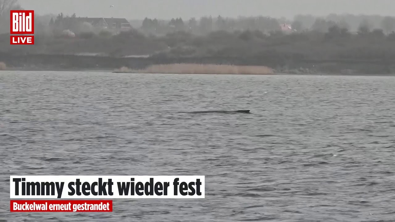🔴 Drama um Ostsee-Wal: Er ist zum dritten Mal gestrandet | BILD LIVE