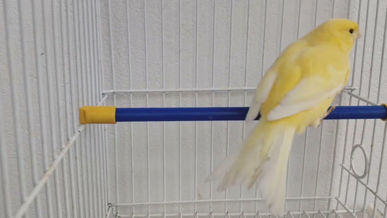 AMARILLO MARFIL NEVADO