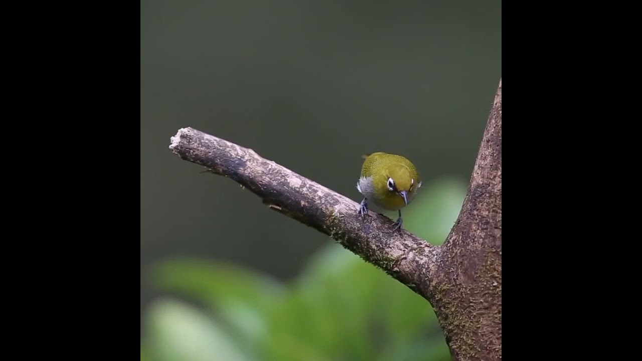 beautiful sparrow , birds sounds, #shorts #relaxyourmind #birdsShort #sparrowsounds