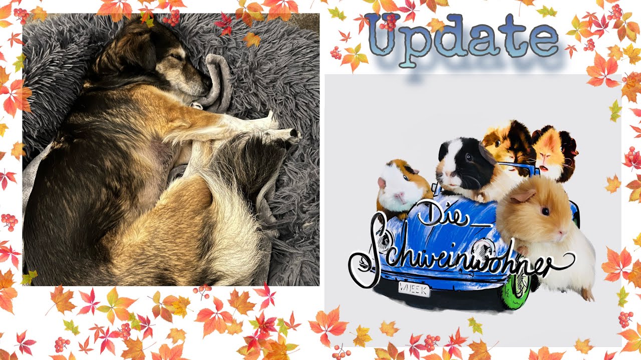 Update - Wie geht es den Schweinwohnern ohne Miel? Und was hat der Hund gelernt? - Die Schweinwohner