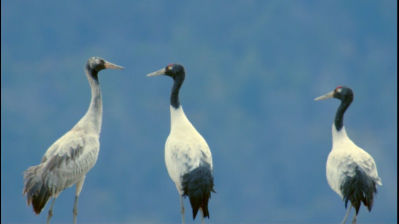 China in Its Natural Glory: Winter  Black-necked Cranes’ Winter Stay at Tibetan Wetlands