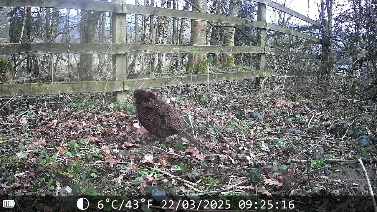 Trail Camera March 2025