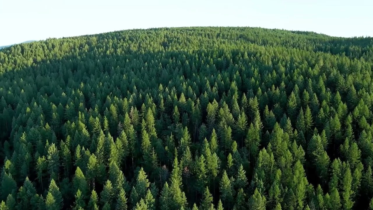 Tröikadedra - Marrón y amarillo (Situazona) / Pripyat Remix