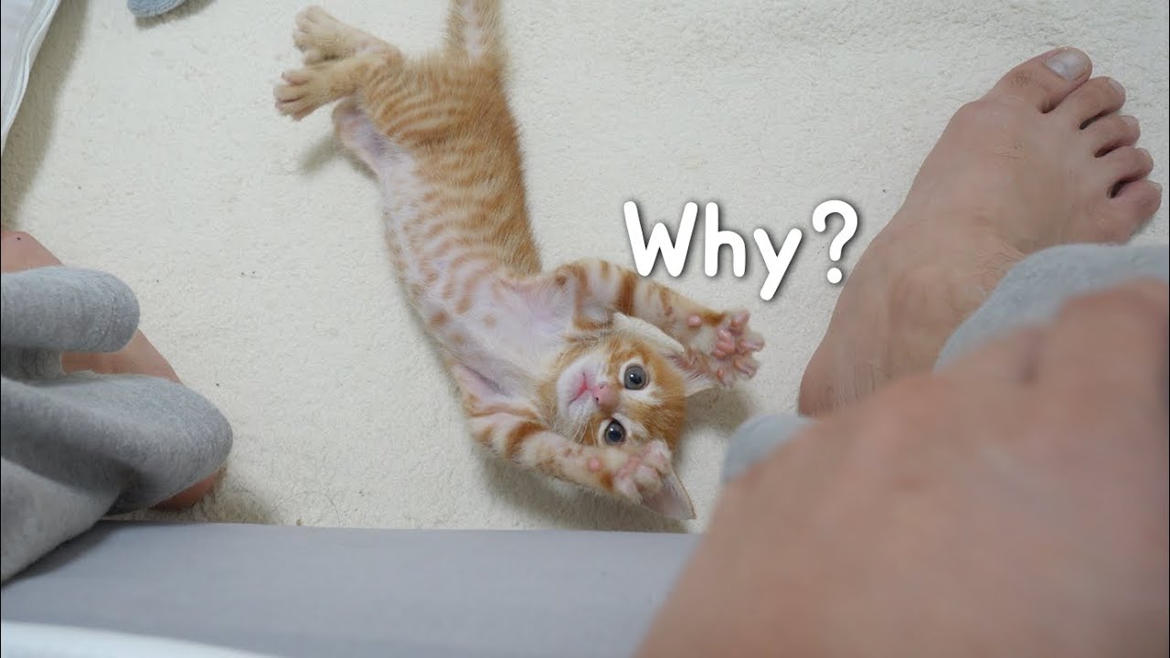 Cute Action of Kitten who is Tired from Playing hard!