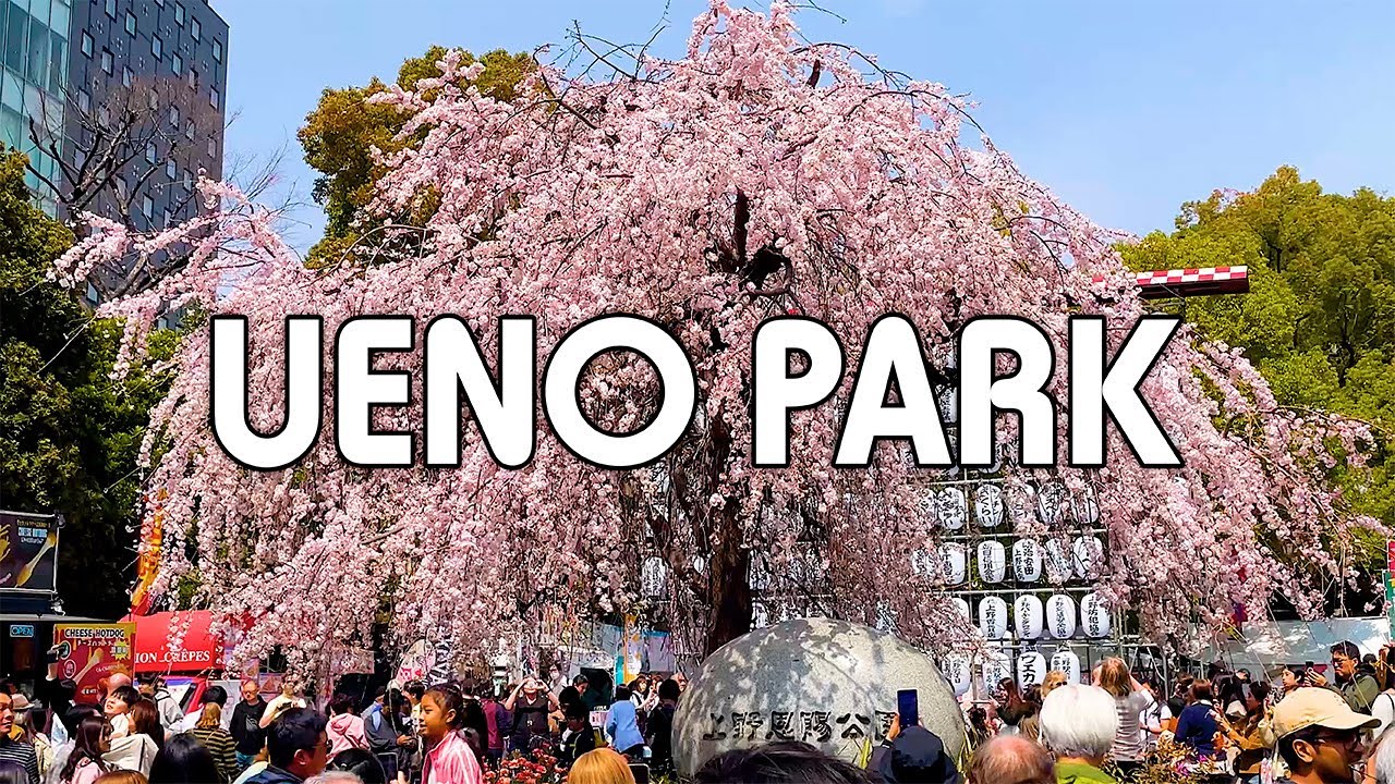 【上野公園】満開のしだれ桜を見に行きましょう 2025｜Tokyo Walking Tour｜Japan,Travel,Relax
