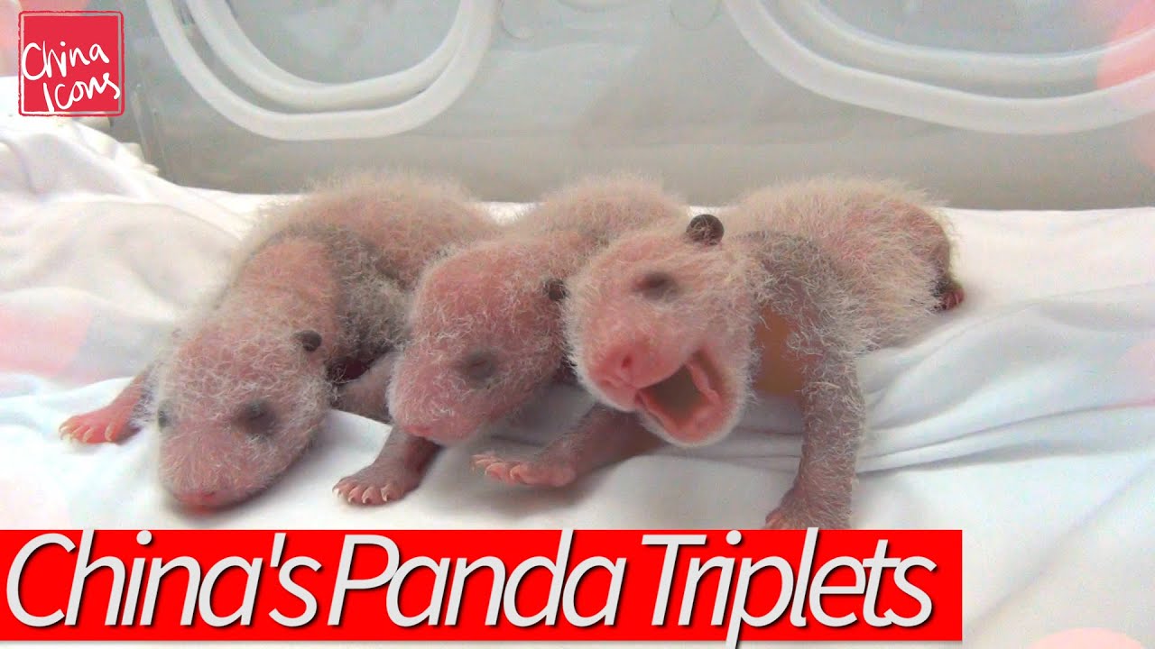 Happy Birthday to China's Miracle Panda Triplets! A China Icons Video