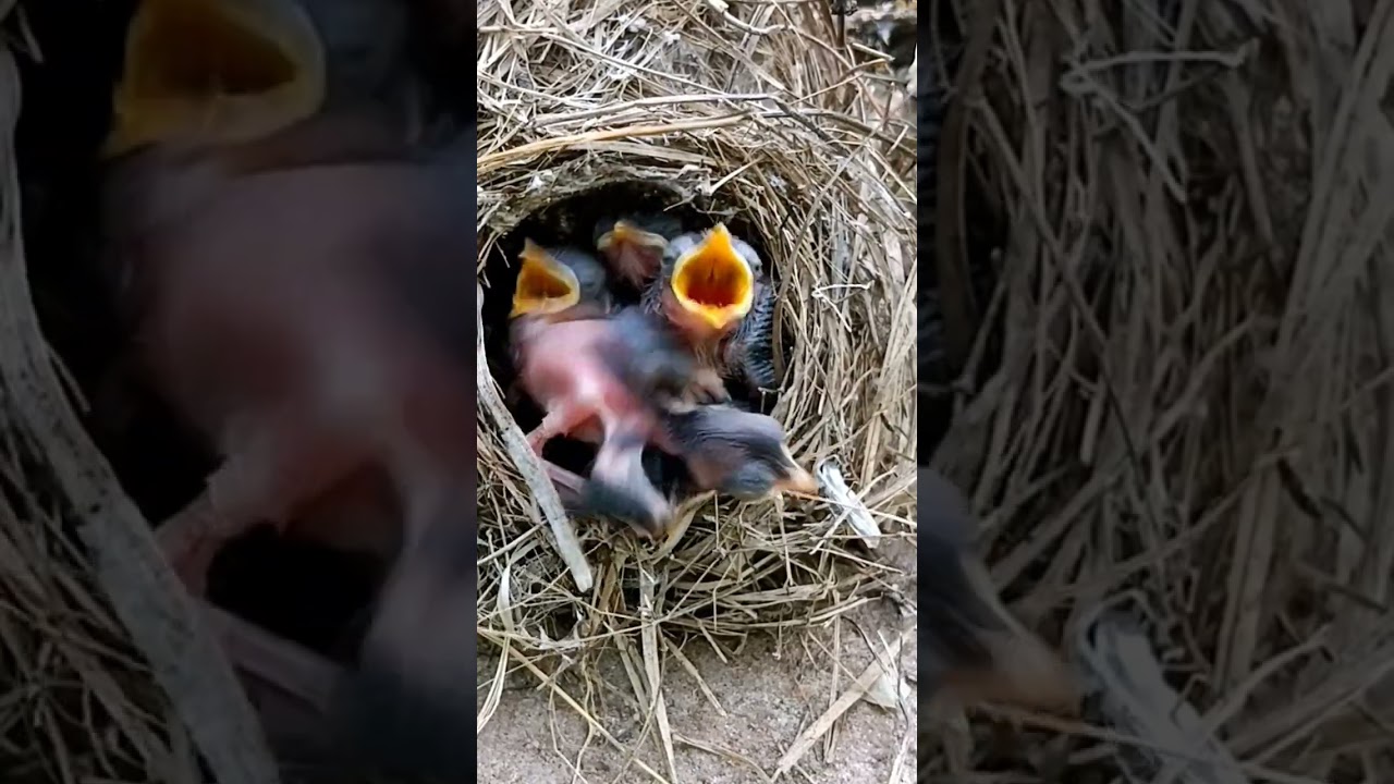 Baby Great Reed Warbler bird fell out of the nest and I put it back (P 2) #shorts