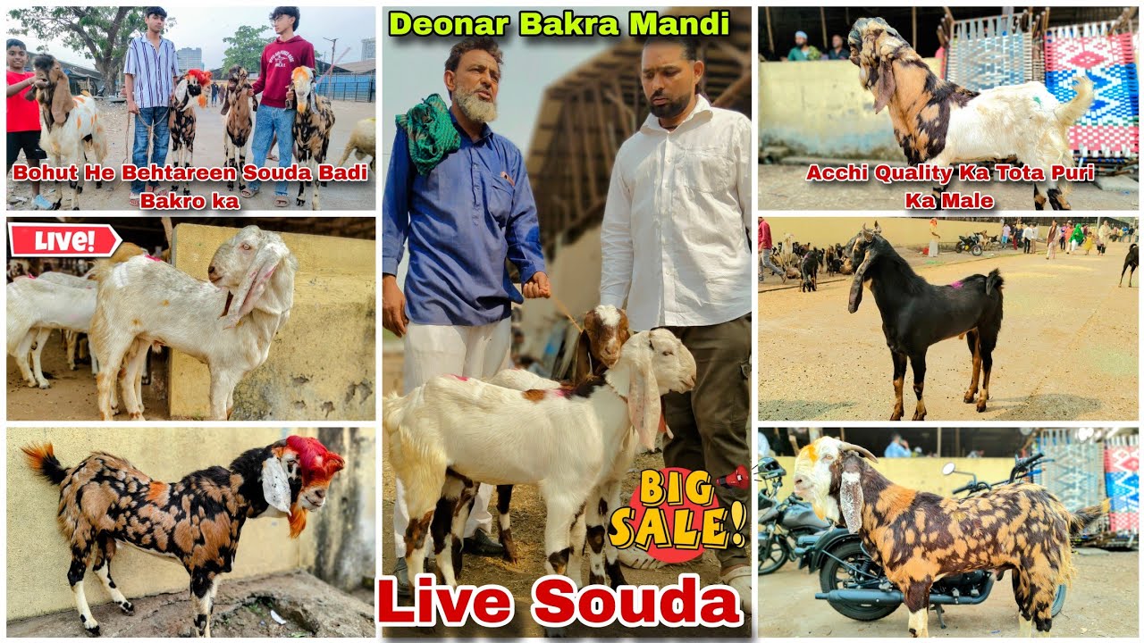 Deonar Bakra Mandi Latest Live Update Dhamakedar Bazaar Bohut He Zyada Aaj Badi Bakre Aaye 6/12/2025