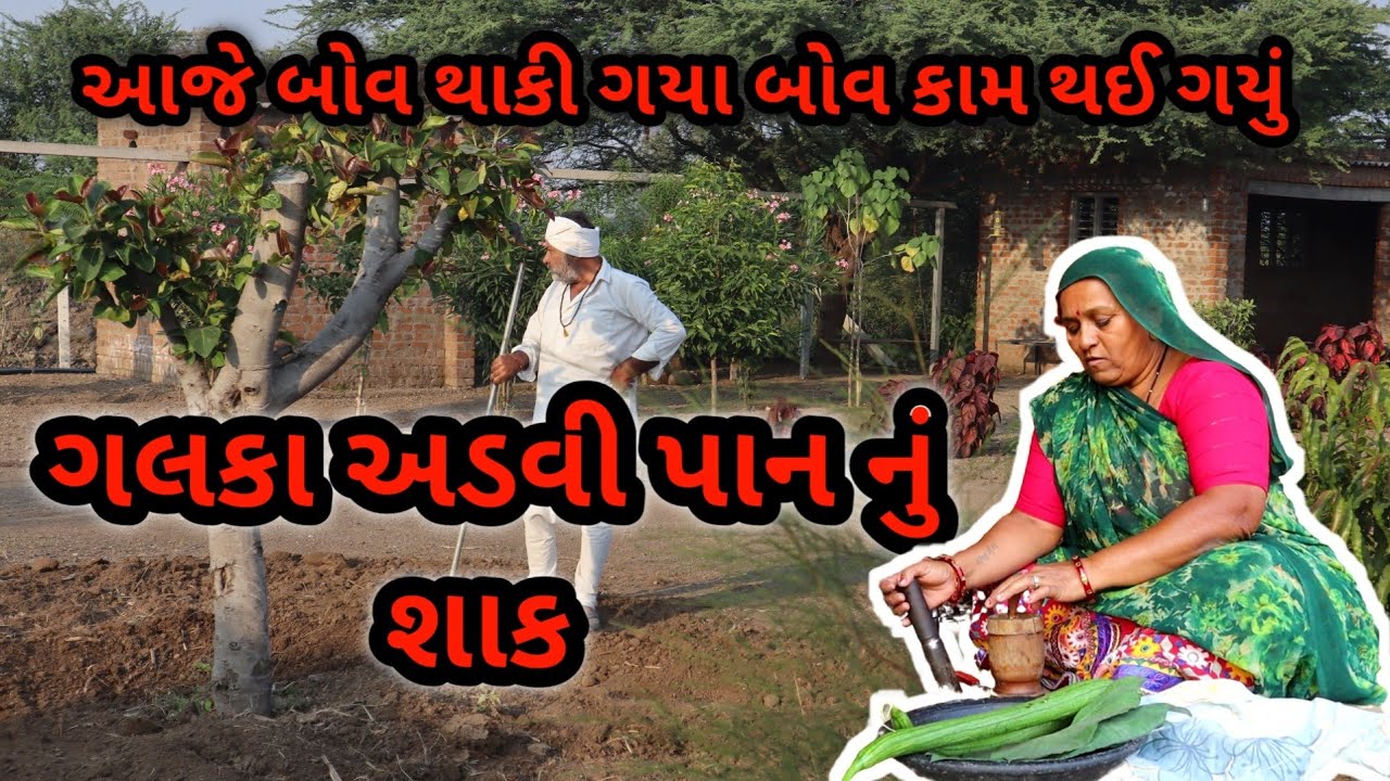 ગલકા પાત્રા નું શાક | galka patra nu shak | village cooking channel village life