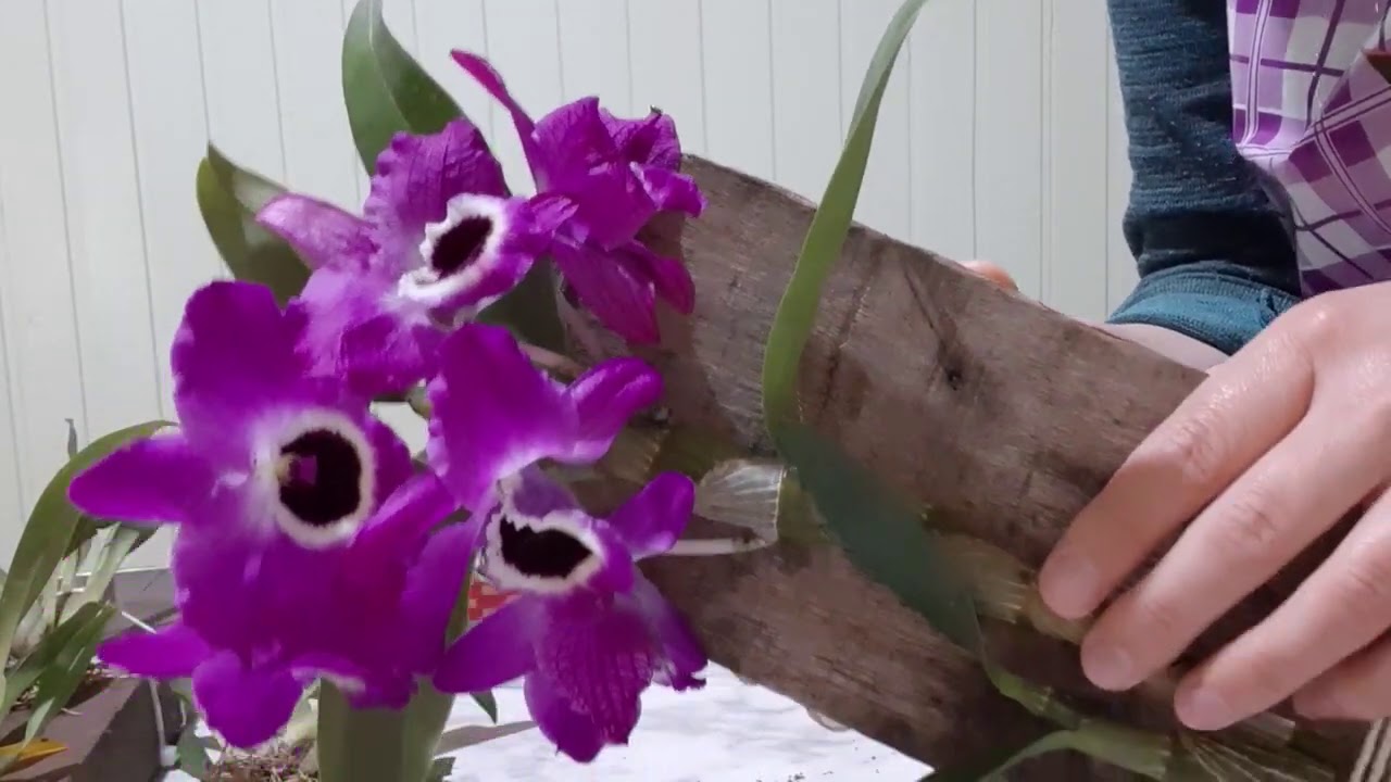 Replante de Orquídea Dendrobium Nobile na Madeira e Replante de Orquídea Twinkle e Tolúmnia